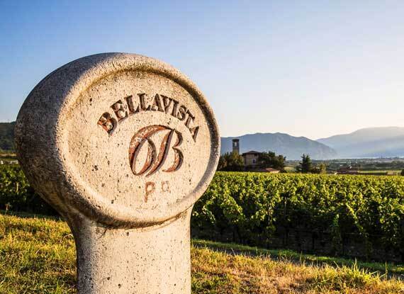 벨라비스타 포도밭.