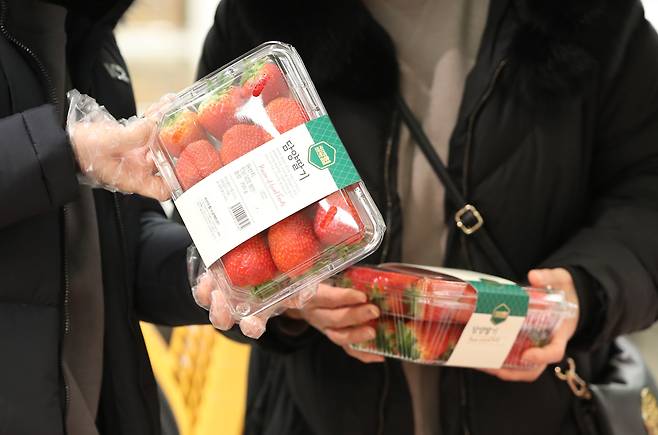서울의 한 대형마트에서 딸기를 고르는 모습. /뉴스1