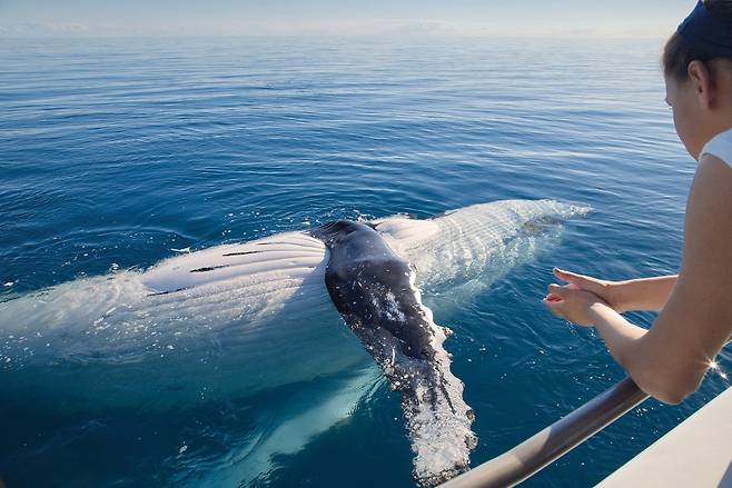 호주 퀸즐랜드주 남동쪽에 자리한 허비 베이의 고래 관측 투어(퀸즈랜드주 관광청 제공)ⓒ 뉴스1