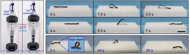 1kg 아령을 들어올리는 인공근육 섬유 다발, 실제자벌레 움직임보다 빠른 이동속도를 보여주는 인공자벌레.