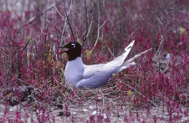 알을 품고 있는 검은머리갈매기. 국립생태원 제공