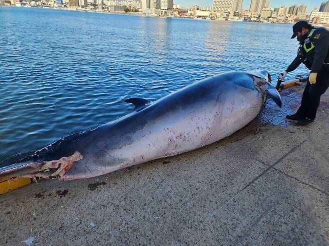 양양군 낙산항 동방 약 7.4㎞ 해상에서 그물에 걸려 죽은 채 발견된 밍크고래. 속초해양경찰서 제공