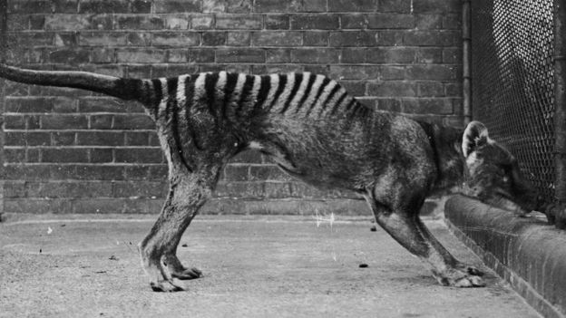 86년 전인 1936년 9월 7일, 마지막 개체가 죽으면서 멸종 선언을 받은 태즈메이니아 호랑이. 줄무늬가 호랑이를 닮았다 하여‘태즈메이니아 호랑이’로 널리 알려졌지만, 실제로는 캥거루를 닮은 유대류과 포유류다