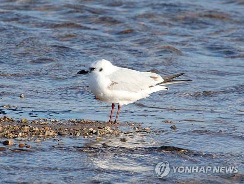 검은머리갈매기의 머리는 비번식기에는 흰색이다. 귀깃 쪽에 있는 검은색 반점이 눈에 띈다.
 [연합뉴스 자료사진]