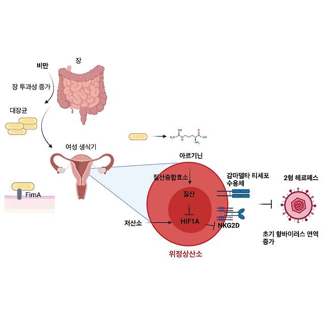 비만 시 질 내 공생미생물과 감마델타 T세포 상호 작용을 통한 항헤르페스 면역반응 강화 메커니즘.[KAIST 제공]