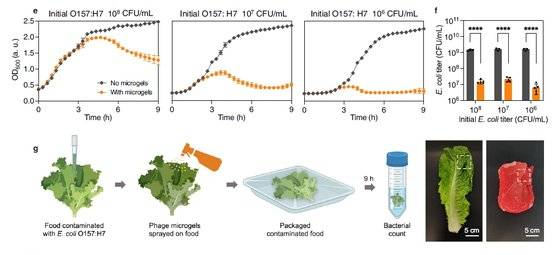 상추와 쇠고기에 병원성 대장균을 뿌리고 박테리오파지가 든 마이크로젤을 뿌린 실험. 마이크로젤을 사용한 경우 9시간 후 대장균 숫자가 크게 줄어든 것을 볼 수 있다. [자료: Nature Communications, 2022]