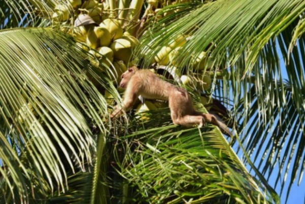 '학대 논란'을 일으킨 태국에서 코코넛 따는 원숭이들. /사진=연합뉴스