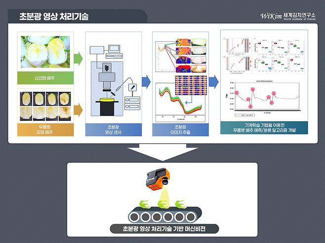 초분광 특성 기반 배추 품질 분류 기술. /세계김치연구소 제공