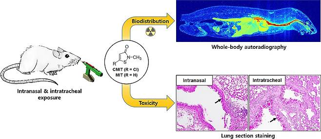 CMIT·MIT 가습기살균제의 체내 거동과 독성평가 연구 결과
