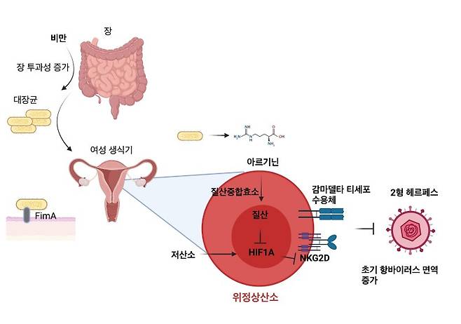 비만 시 질 내 공생미생물과 감마델타 T세포 상호 작용을 통한 항헤르페스 면역반응 강화 메커니즘. KAIST 제공, 뉴스1