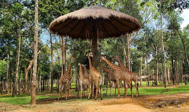 Vinpearl Safari&nbsp;