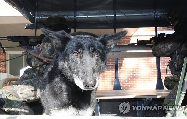 군견 달관이 마지막 훈련 (세종=연합뉴스) 이주형 기자 = 육군 32보병사단이 8일 세종 금남면 사단 기동대대에서 정찰견 달관이의 은퇴식을 연 가운데 이날 오전 달관이가 탐지 및 정찰훈련을 선보이고 있다. 2022.12.8 coolee@yna.co.kr