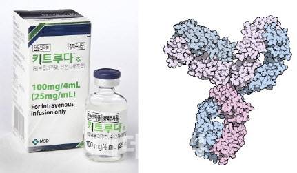 미국 머크(MSD)의 면역항암제 ‘키트루다’는 오는 2028년 매출액 44조원을 기록하며 전체 의약품 중 1위를 차지할 것으로 예상된다. 오른쪽은 키트루다의 성분인 펨브롤리주맙을 3차원으로 형상화한 모습. (제공=머크, Fvasconcellos)