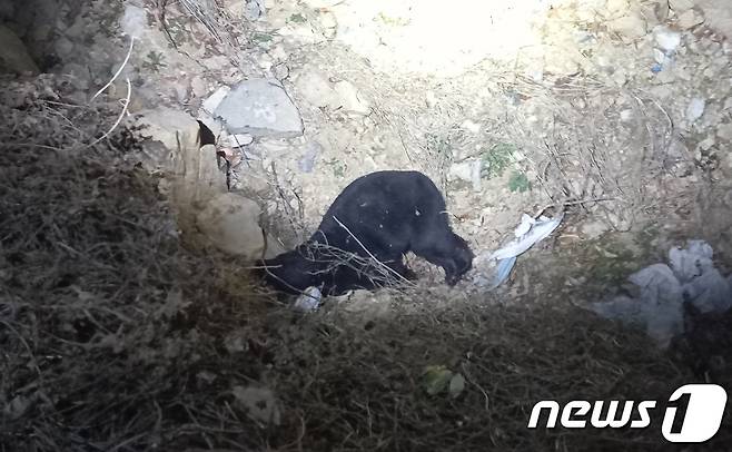 지난 8일 사육장을 탈출했다가 사살된 반달가슴곰. (울주군 제공)