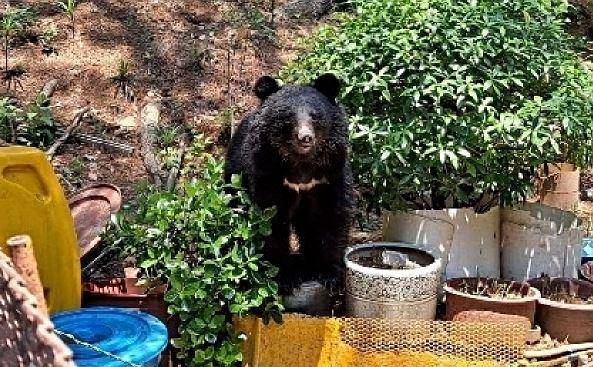 지난해 5월 울산시 울주군 서사리 한 농장에 출현한 반달가슴곰. 울산소방본부 제공