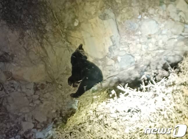 울산 울주군 범서읍의 한 곰 사육농장에서 반달가슴곰 세마리가 탈출했다가 사살되는 사고가 발생했다. 곰 사육농장 앞에선 농장 주인인 60대 부부가 사망한 채 발견됐다. 사진은 지난 8일 밤 사살된 반달가슴곰 모습. /사진=뉴스1(울산소방본부 제공)