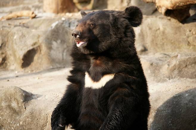 반달가슴곰. 기사와 직접적 관련 없음. 스마트이미지 제공