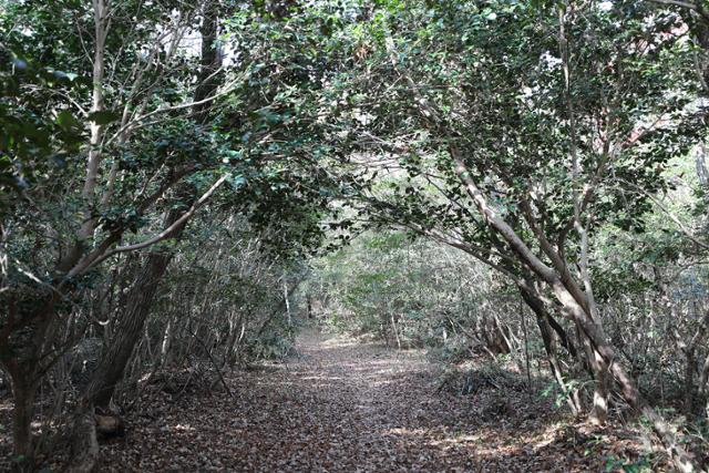 남파랑길 최남단 부꾸지로 가는 길. 뻬곡한 숲으로 덮이고 낙엽이 쌓인 힐링 로드다. ⓒ박준규