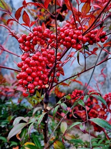 남천의 열매에는 알칼로이드 성분이 있어 천식이나 백일해 등에 효험이 있다고 한다. 11월6일 서울 서대문구 돈의문박물관마을 촬영