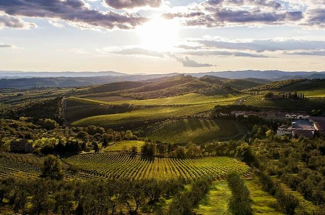 리카솔리 포도밭