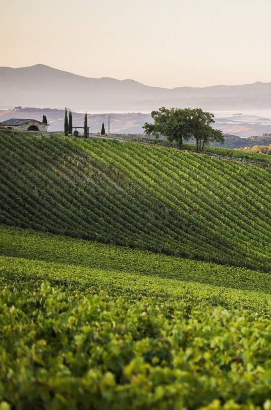 키안티 클라시코 리카솔리 포도밭