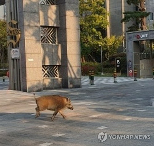 2020년 10월 26일 세종시 한 아파트 단지에 출몰한 멧돼지 [독자 제공·재판매 및 DB 금지]