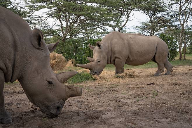 케냐의 올 페제타 보호구역에 있는 북부흰코뿔소 모녀. 전 세계에서 나진과 파투라는 이름의 암컷 단 두 마리만 남았다./Jan Zwilling