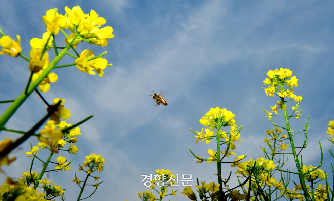 유채꽃 축제가 열렸던 2015년 5월 17일 서울 반포한강공원 서래섬에서 꿀벌이 꽃을 옮겨 다니며 꿀을 모으고 있다. 정지윤 선임기자