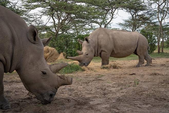 지구 상에 단 두 마리만 남은 케냐의 북부흰코뿔소 모녀 나진과 파투  [Jan Zwilling 제공/ 이 기사에 한정해 사용] photo@yna.co.kr