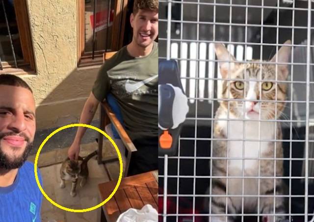 길고양이 ‘데이브’(오른쪽 사진)와 잉글랜드 대표팀 존 스톤스, 카일 워커. 존 스톤스 인스타그램, BBC 트위터 캡처