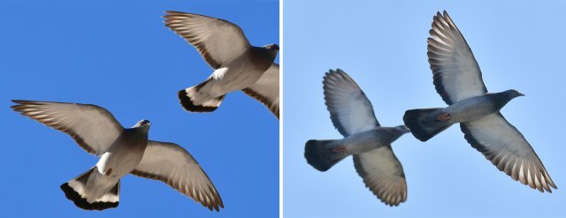 멸종위기종인 양비둘기(왼쪽)와 집비둘기. 양비둘기는 허리가 하얗고 꼬리에 흰 띠가 있다. 국립생태원 제공.