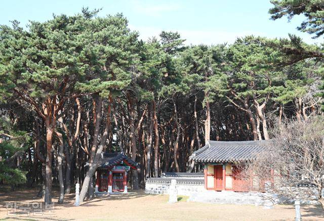 월송정으로 가는 길목의 평해 황씨 사당 솔숲. 산림유전자원 보호림으로 지정돼 있다.