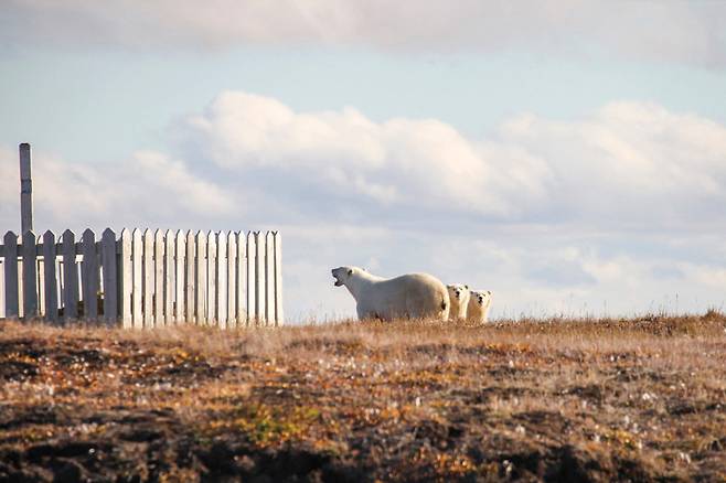 마을 주변에 서성대는 북극곰 가족. 카크토빅은 북극곰과 공생한다.