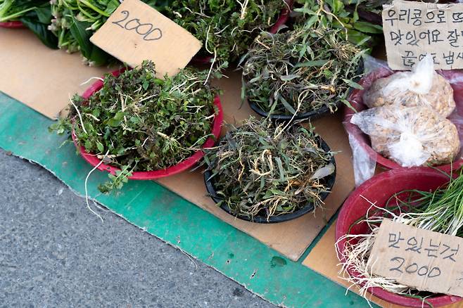 집 나간 입맛을 되찾는 데 특효인 쌉싸름한 맛의 씀바귀나물. .