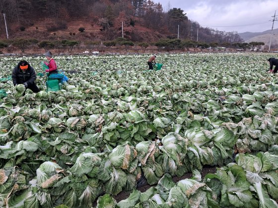 지난 13일 충북 괴산군 청안면 백봉리의 한 배추밭에서 못난이 김치 생산을 위한 수확 작업이 이뤄지고 있다. 최종권 기자