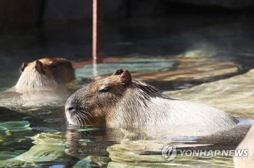 온천욕 즐기는 카피바라 [연합뉴스 자료사진]