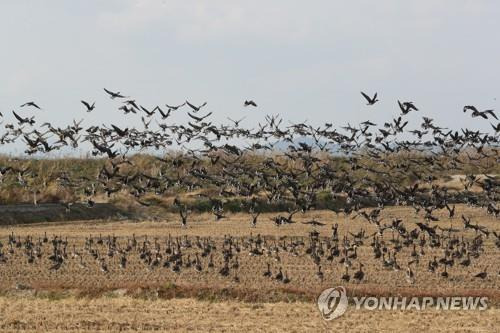 철새 도래지 [연합뉴스 자료사진]