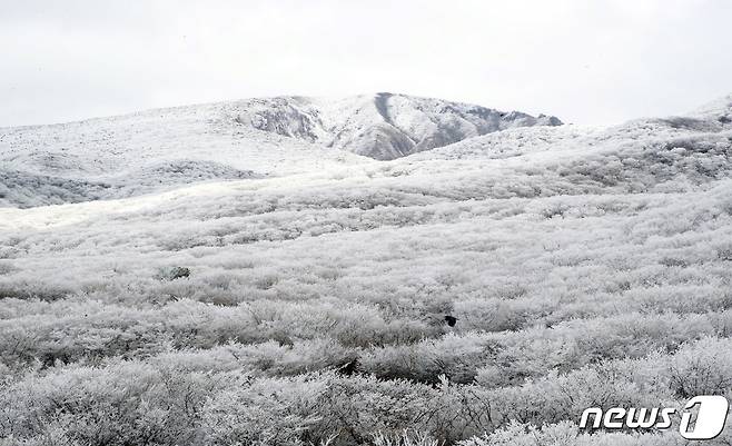 1일 오후 제주 한라산 자락에 눈꽃이 가득 펴 시선을 사로잡고 있다. 2022.12.1/뉴스1 ⓒ News1 오현지 기자