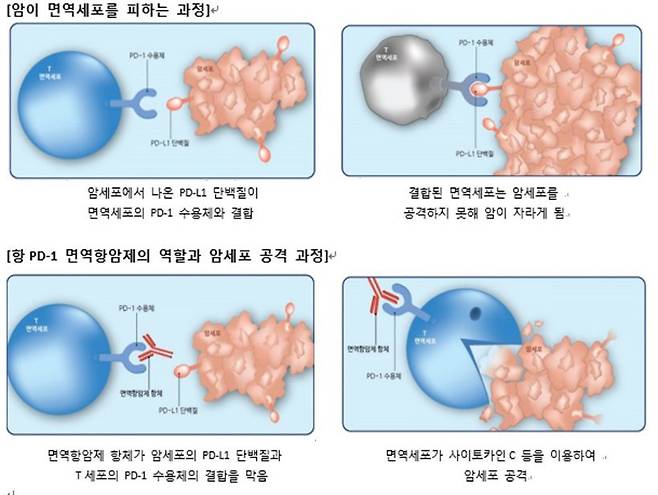 면역항암제의 작용 기전/이승룡 교수 제공