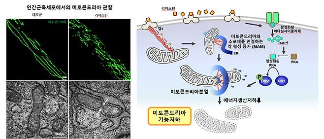 리지스틴을 처리한 근육세포의 미토콘드리아가 과도하게 분열·파괴되고 있는 현상(왼쪽), 연구 결과를 모식도로 정리한 그림(오른쪽)