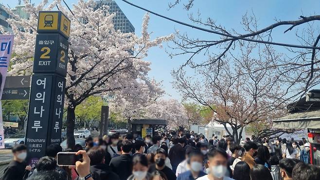 벚꽃축제가 열린 올해 초 서울 영등포구 여의나루역에 모인 사람들. 김빛나 기자.