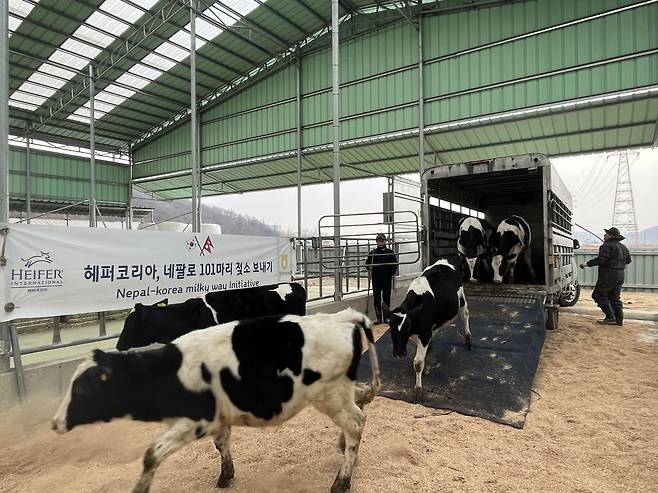22일 운송을 앞두고 있는 젖소들은 경기도 화성에 위치한 검역시행장에서 기본 검진, 백신 접종 등 출국을 위한 준비를 진행하고 있다./헤퍼코리아 제공