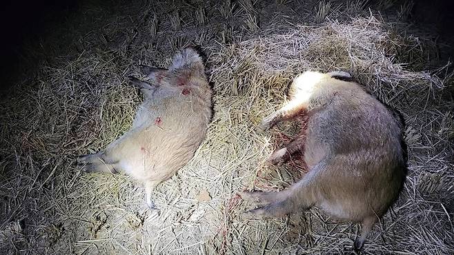 [고성(경남)=뉴시스] 신정철 기자= 경남 고성군이 지난 20일 시행한 남산공원 야생멧돼지 포획 작전에서 2마리의 야생멧돼지를 포획했다.(사진=고성군 제공).2022.12.21. photo@newsis.com *재판매 및 DB 금지