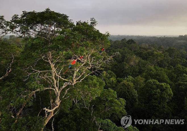 브라질 아마존 열대 우림 [로이터 연합뉴스 자료사진·재판매 및 DB 금지]