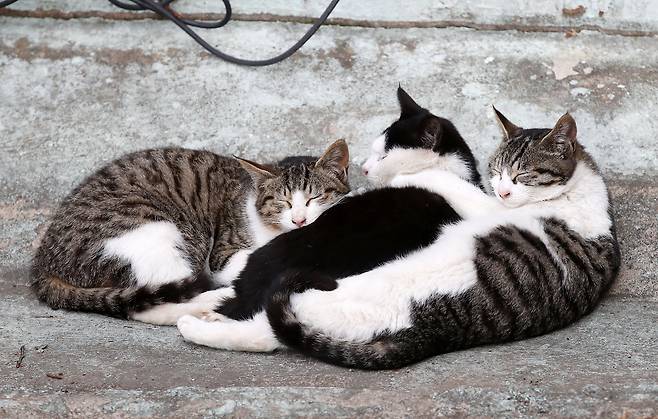 길고양이. /뉴스1