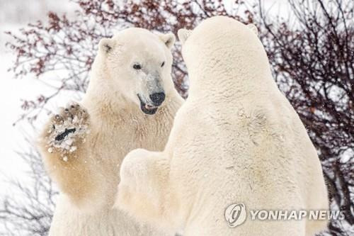 캐나다 허드슨만 근처의 북극곰들 [로이터 연합뉴스 자료사진. 재판매 및 DB 금지]