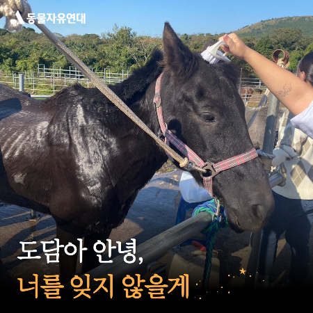 충남 부여 폐축사에 방치됐다가, 동물자유연대에 구조된 후 행복하지만 짧은 삶을 살고 떠난 말 '도담이'. 발견 당시 상처가 심각했고, 호전되는듯 했으나 결국 염증이 심해져 고통을 줄여주기 위해 안락사를 진행했다./사진=동물자유연대