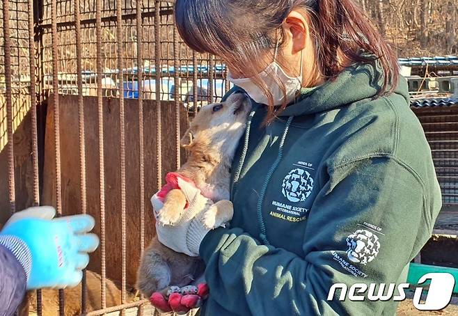 서보라미 HSI 국장은 8일 아산의 한 개농장에서 농장주를 설득해 농장을 폐쇄하고 개들을 구조했다. ⓒ 뉴스1 최서윤 기자