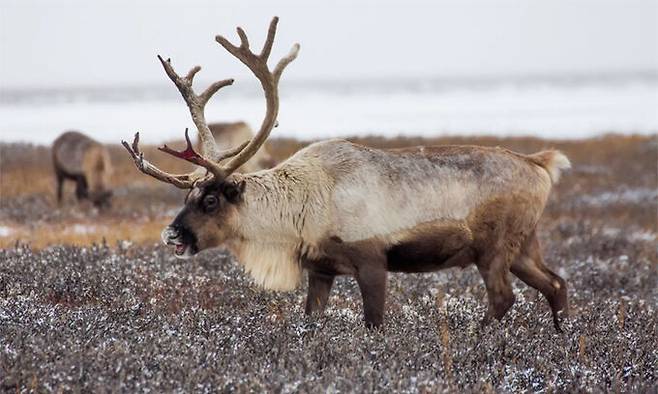 노르웨이 북쪽 스발바르 제도에 사는 스발바르 순록이 먹이를 찾는 모습. AP연합뉴스
