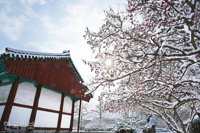 전주향교 대성전 옆 빨갛게 익은 산수유 열매에 눈이 하얗게 덮였다.